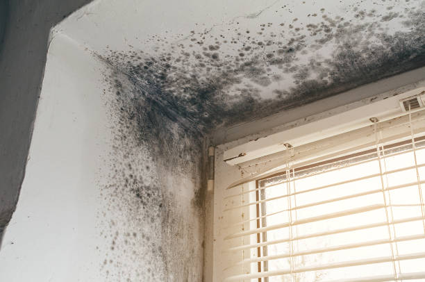 Affordable Mold Removal solutions in Acton, MA
